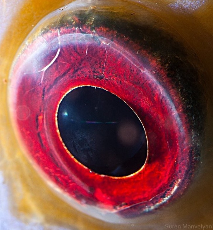 Das Auge eines Scheibenfisches, ein Exemplar eines im Süßwasser lebenden Knochenfisches.