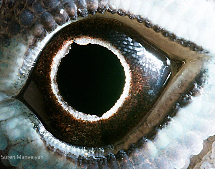 L'œil d'un lézard, en particulier d'un spécimen appartenant au genre des Anoles