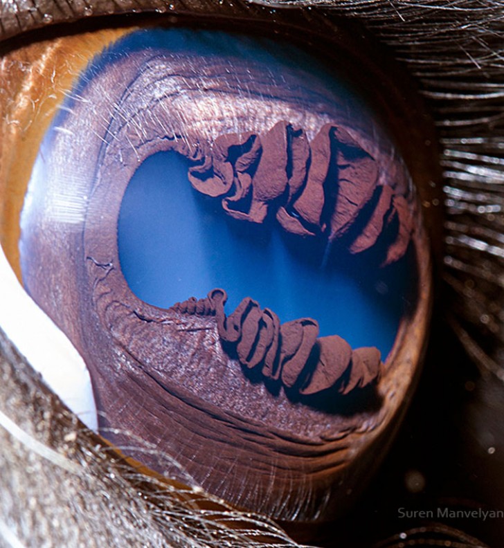 L'occhio di un lama: la forma dell'iride è incredibilmente articolata.