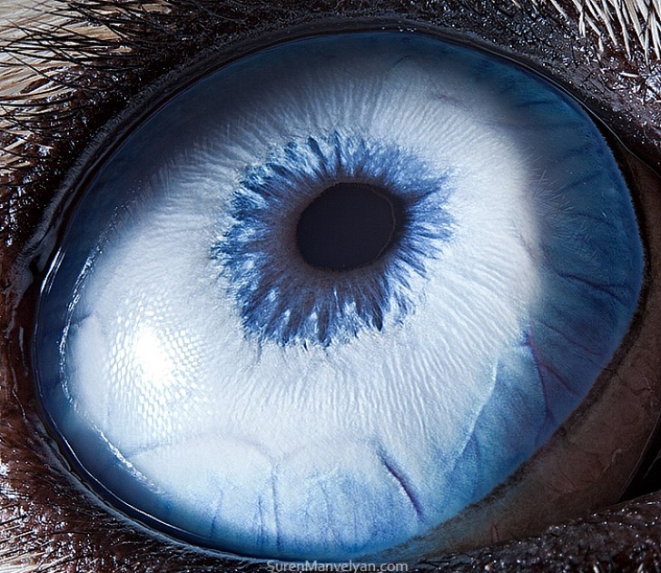 L'occhio di un Siberian Husky: sembra un lago ghiacciato. 