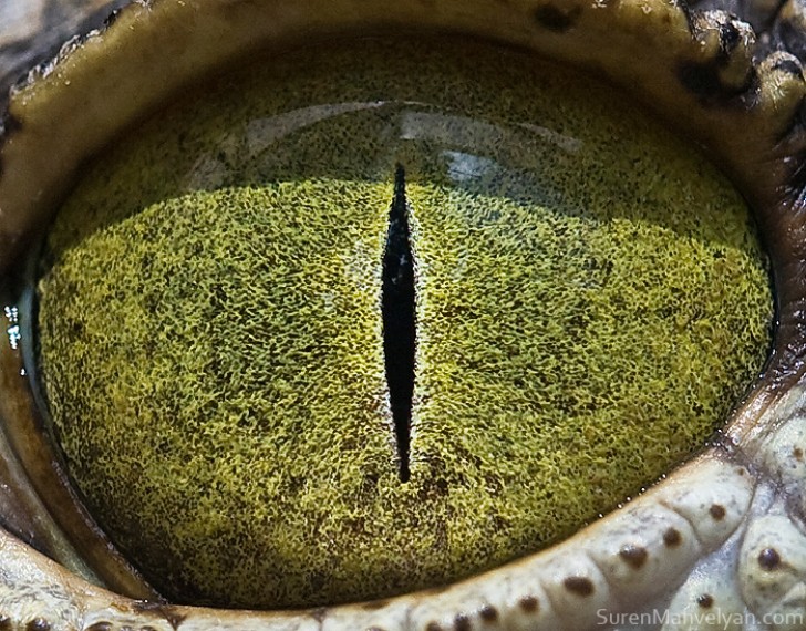 Die Iris ist grün wie das Wasser, in dem sie sich tarnt: Hier ist das Auge eines Nilkrokodils!