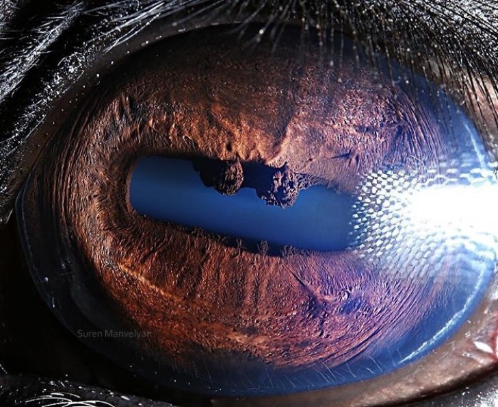 L'œil d'un cheval : les chevaux, comme les chèvres, ont une pupille rectangulaire
