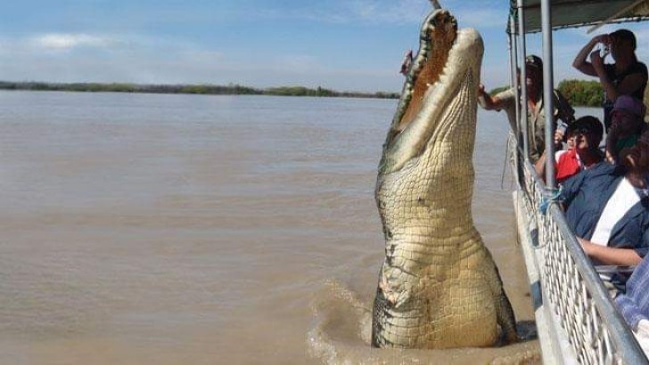 8. La taille de ce crocodile, comparée à celle d'un homme, est quelque chose d'effrayant...