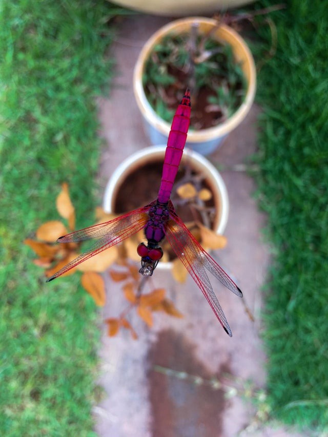Rencontre rapprochée avec une libellule toute violette !