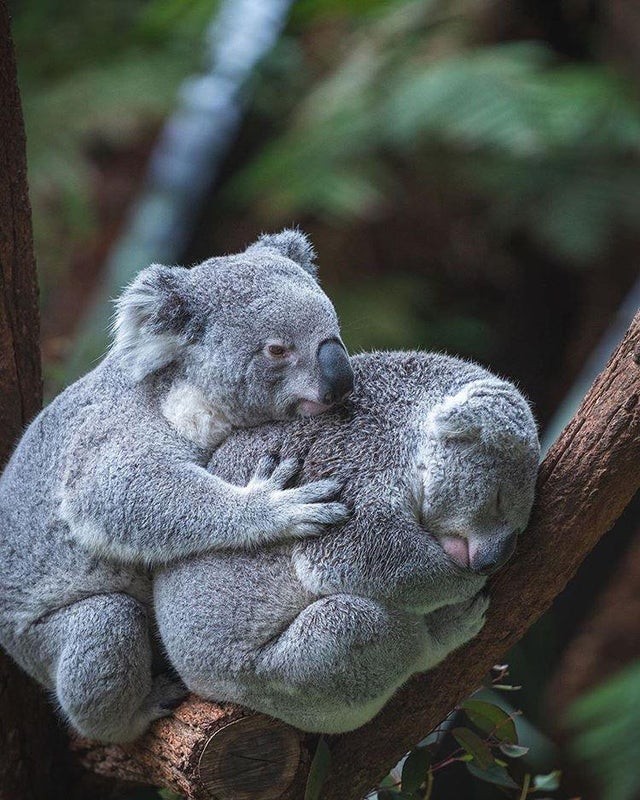 La tendre étreinte de deux koalas !
