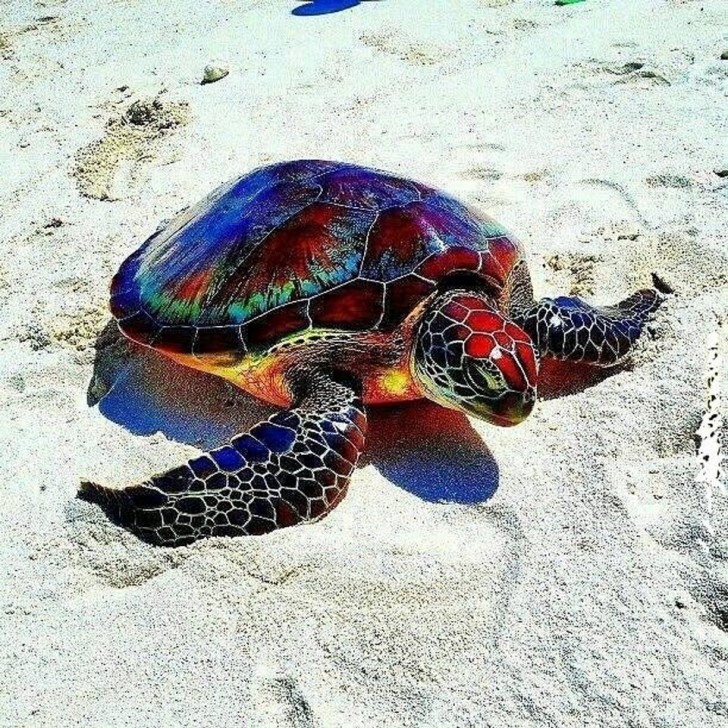Regardez la beauté des couleurs de cette tortue très rare !