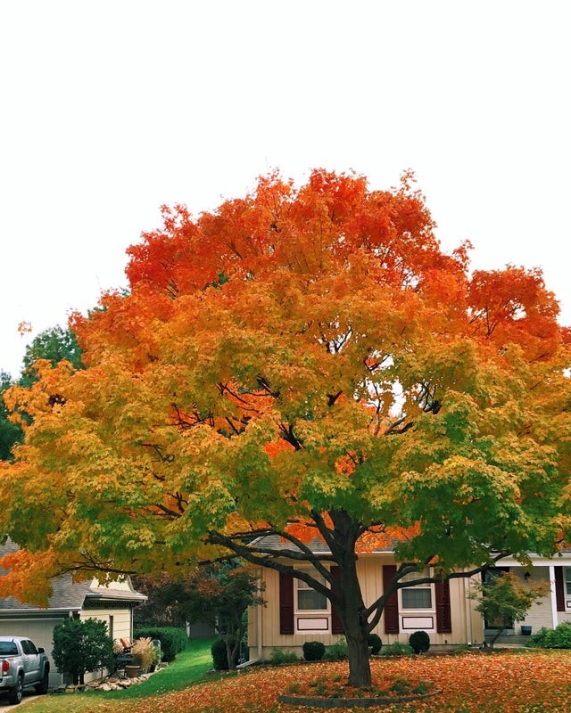1. Wie kann man über die perfekte Farbabstufung dieses Baumes nicht erstaunt sein?