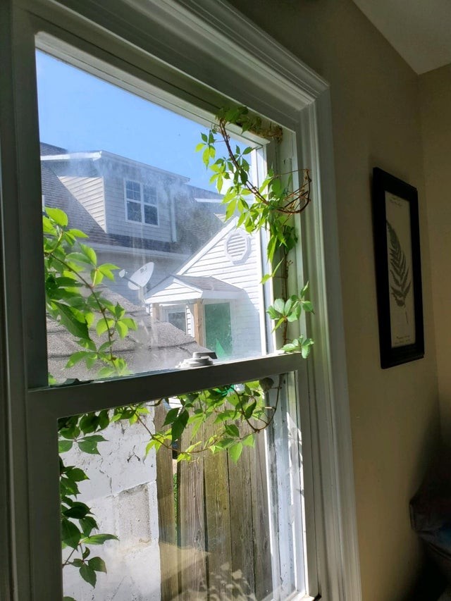 Una pianta da esterno ha iniziato ad intrufolarsi dentro casa, attraverso una finestra chiusa.