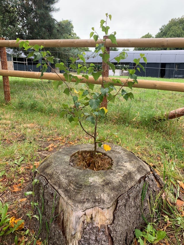 Un futuro albero sta crescendo dalla base di un tronco tagliato.