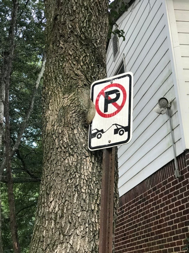 Un albero che prima o poi "mangerà" il segnale stradale.