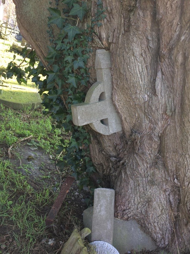 Questo maestoso albero ha praticamente staccato la croce dalla sua base.