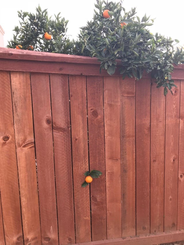 Questo arancio è cresciuto oltre la staccionata di legno: il vicino di casa può usufruire di un frutto offertogli dalla natura!