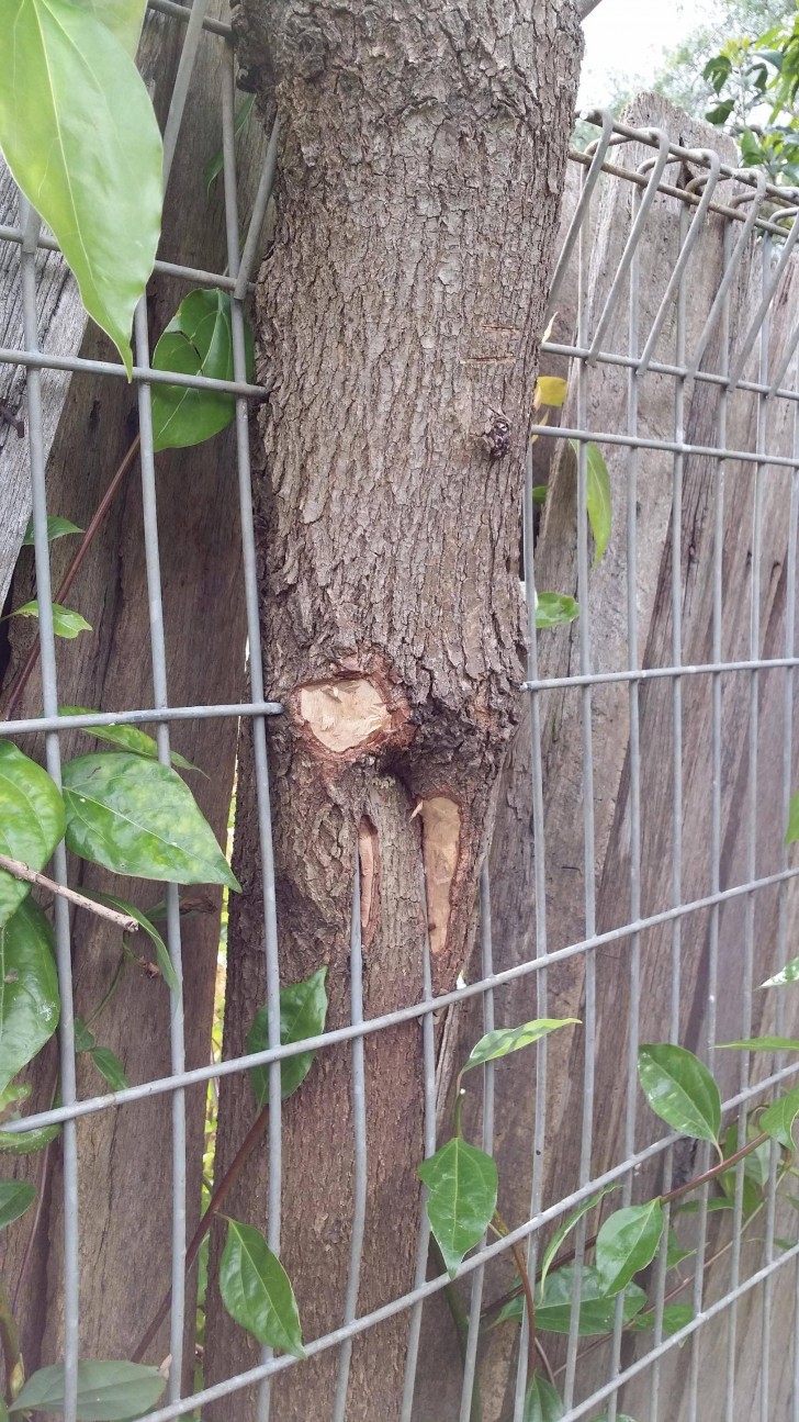 La ringhierà non ha fermato il crescere di questo albero.