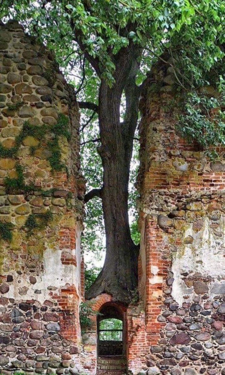Questo albero si è integrato benissimo tra i due muri di mattoni.