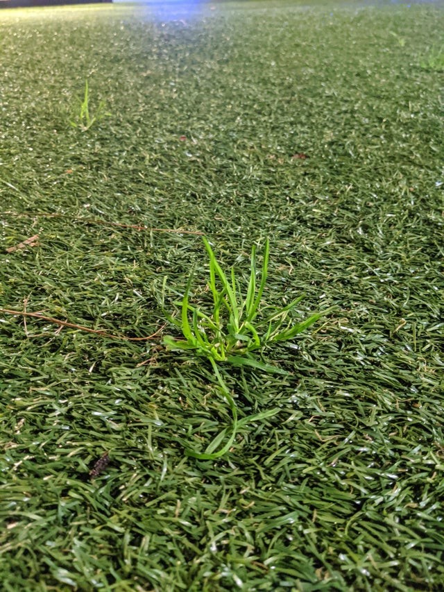 Su un prato di erba artificiale è nato un ciuffo di erba vera.