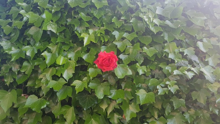 Ogni anno, nonostante l'edera lasci poco spazio alle altre piante, fiorisce una sola rosa.
