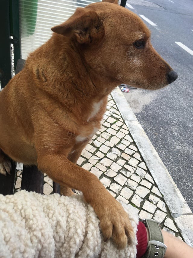 Estaba en la parada del autobús, cuando este perro se me acercó y me puso la pata sobre el brazo, ¡como señal de solidaridad!