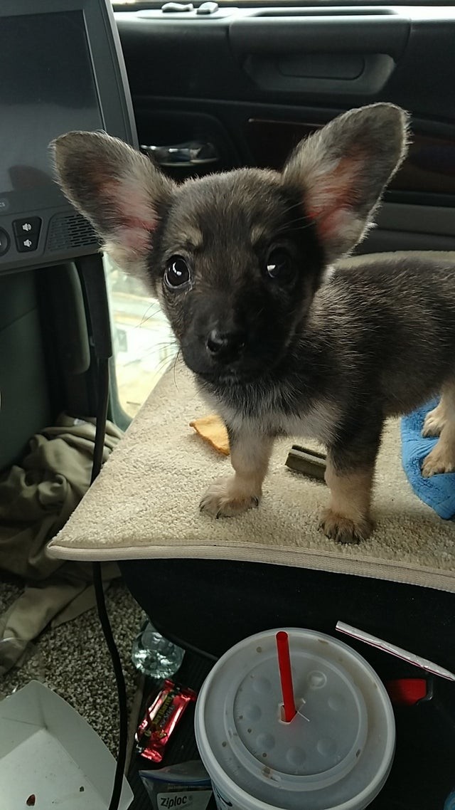 L'ho trovato in strada tornando a casa: vi presento Dobby!