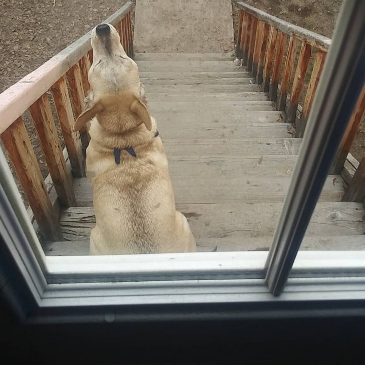 Este cachorro fica na frente da minha porta todos os dias e uiva até eu prestar atenção nele: ele não é meu cachorro!