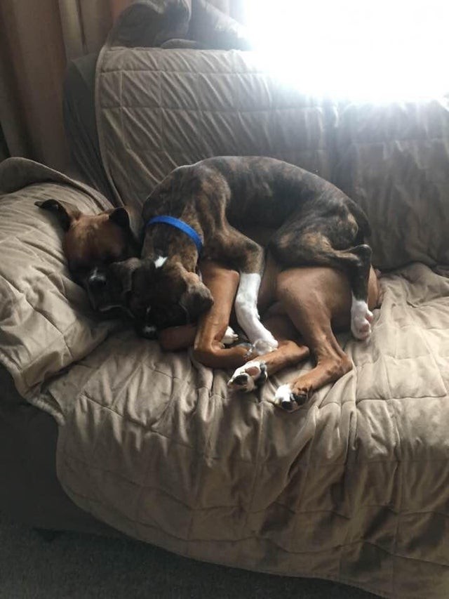 Ils ont été séparés pendant deux ans... comme c'est mignon !