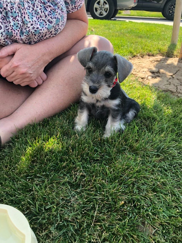 Le deuxième chiot que j'ai sauvé de la rue... n'est-il pas mignon ?