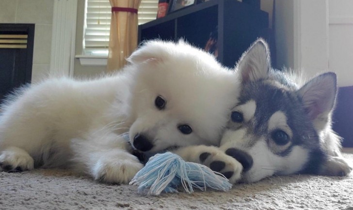 We knew he needed a friend, so we gave him ... a husky!