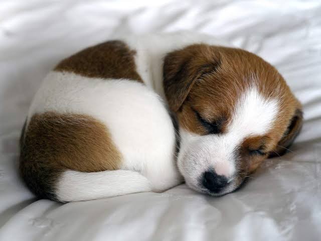 Guardate come dorme il mio tenerissimo cagnolino...