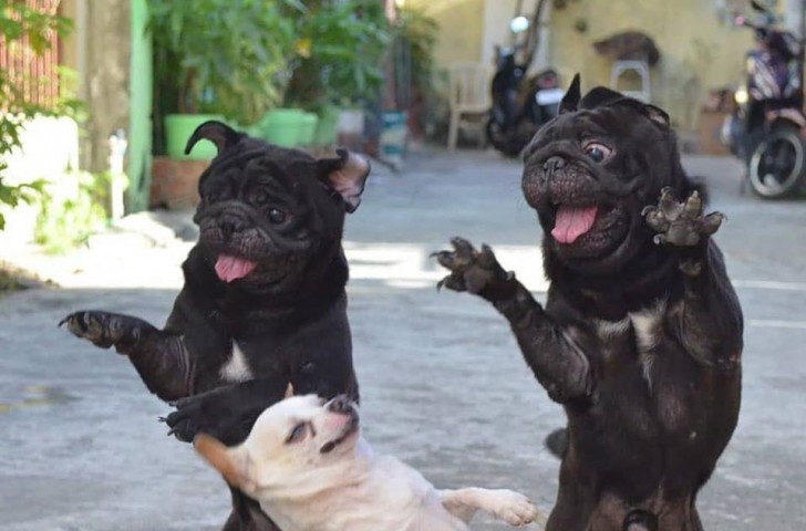 1. Uno spassoso "ballo di gruppo" canino!