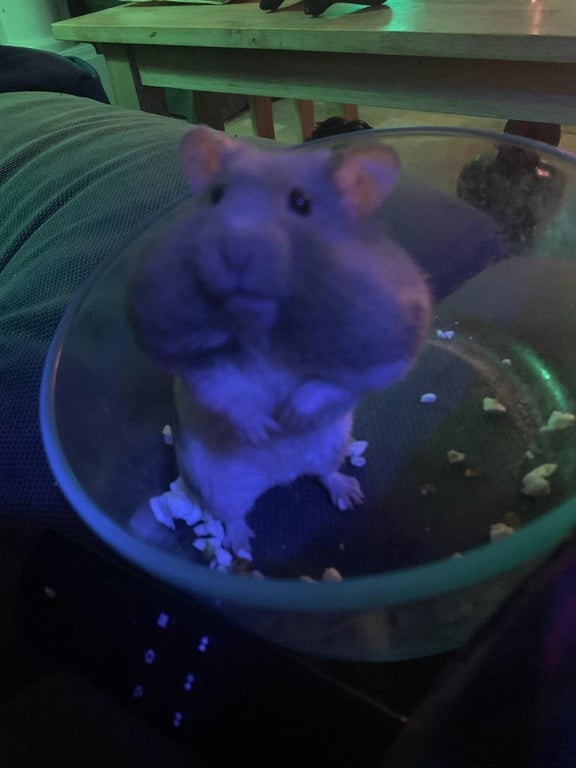 10. Misschien heeft deze hamster iets teveel popcorn gegeten...