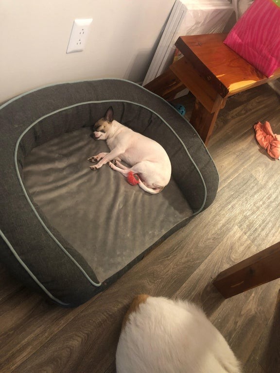 18. Mein Chihuahua hat meinen Hund aus dem Bett getreten... zu schade, dass er viel größer ist!
