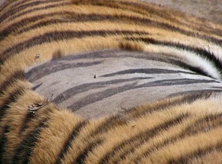 La fourrure striée du tigre... n'est pas très différente de la couleur de la peau qui se trouve en dessous !