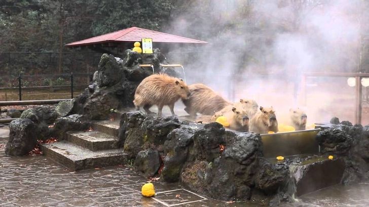 6. A quanto pare in Giappone esistono le SPA per i capibara