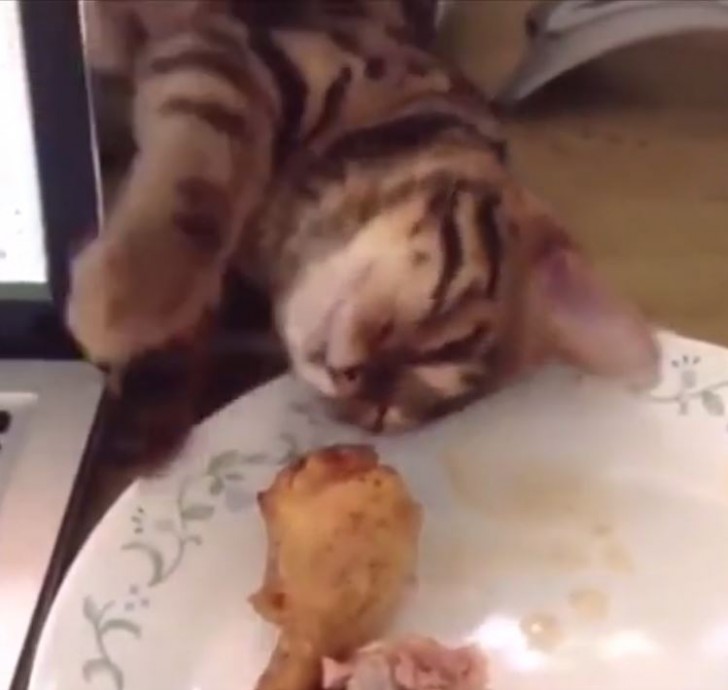 5. Se faufiler pour essayer de soutirer mon poulet de l'assiette : il n'a pas remarqué que je le regardais !