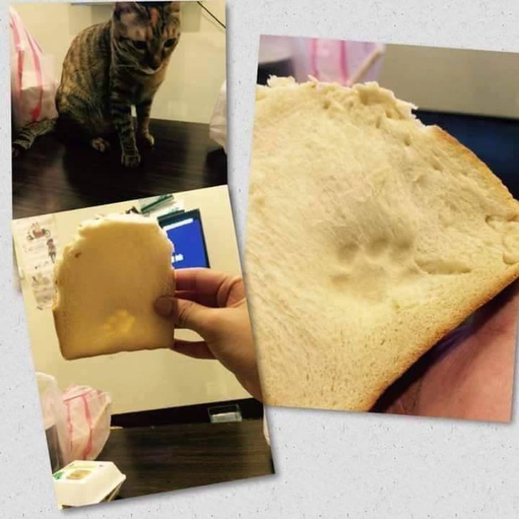 7. Qui a bien pu manger ce morceau de pain ?
