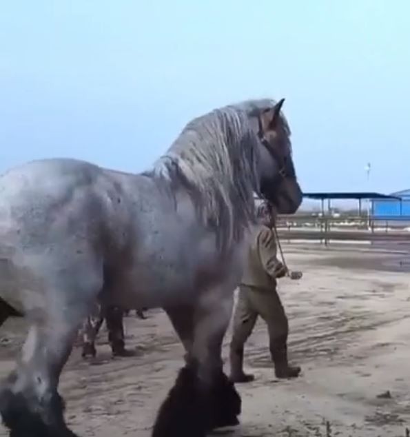2. Titta på den här hästen: den är en jätte jämfört med mannen!