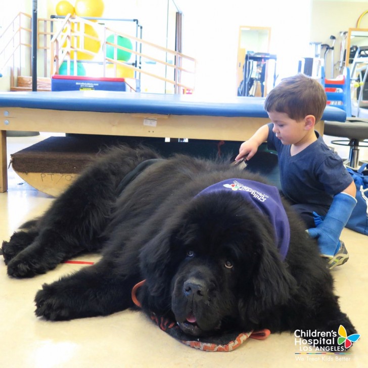 7. Den här enorma terapihunden kan göra vilket barn som helst lyckligt: den inger med en enda blick sympati och häpnad!