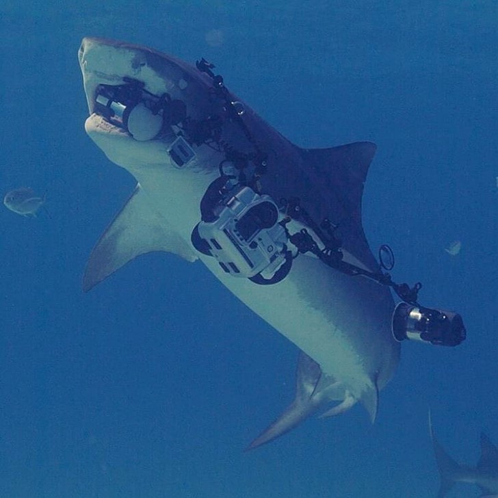 15. När hajen som du fotograferade stjäl ditt arbete och simmar iväg med din utrustning