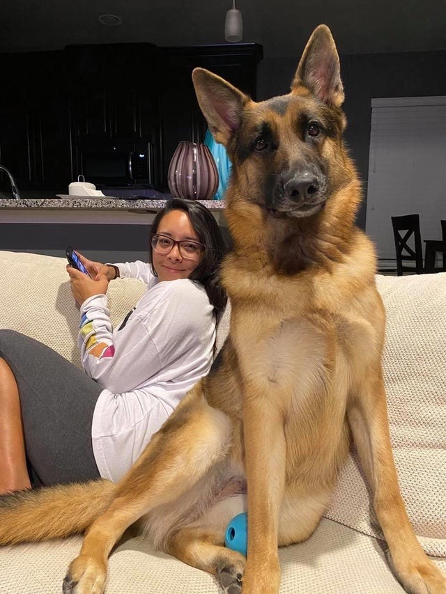 Le chien ne semble-t-il pas un géant ?