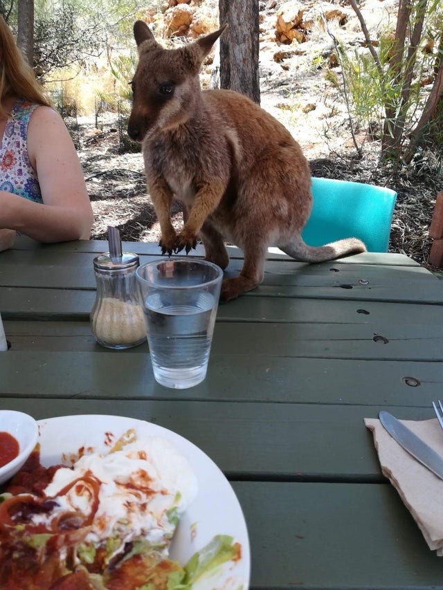 11. Es geschah am ersten Tag meiner Ankunft in Australien: Es versuchte, meine Nachos zu essen