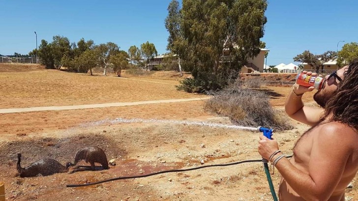 7. Hier wäscht er gerade seinen Haustier-Emu...