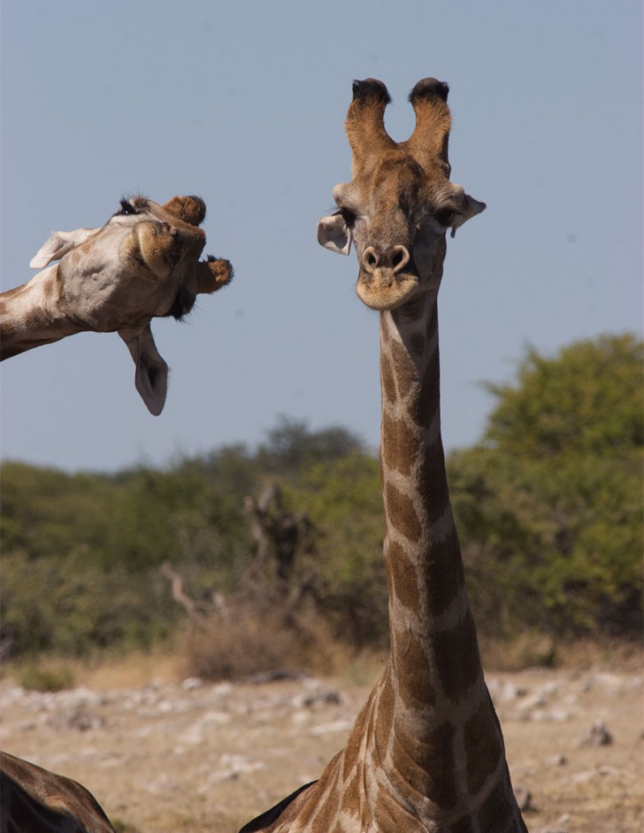 Ces 22 Photos Finalistes Du Comedy Wildlife Awards Montrent Les Animaux Ces 22 Photos Finalistes Du Comedy Wildlife Awards Montrent Les Animaux