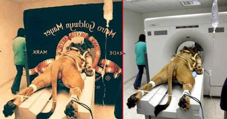 1. Ce lion n'a pas été maltraité pour réaliser le logo de Metro-Goldwyn-Mayerer, mais il était simplement sur le point de faire un scanner