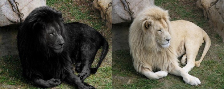 6. L'incredibile e unico "leone nero" è in realtà un leone il cui colore è stato sapientemente manipolato...