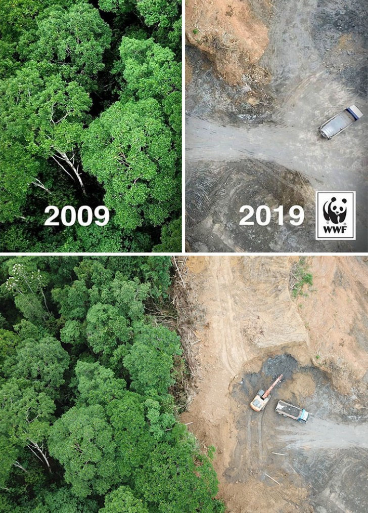 8. L'impact de la déforestation : malheureusement, le WWF a utilisé la même photo pour transmettre le message important et ce n'est pas une véritable comparaison photographique entre 