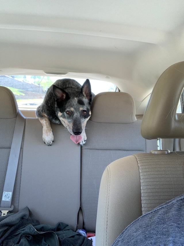 Il a l'air si excité d'aller faire un tour en voiture !