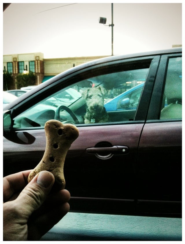Lorsque votre chien jette un coup d'œil à la nourriture délicieuse qui l'attend à la sortie de la voiture !