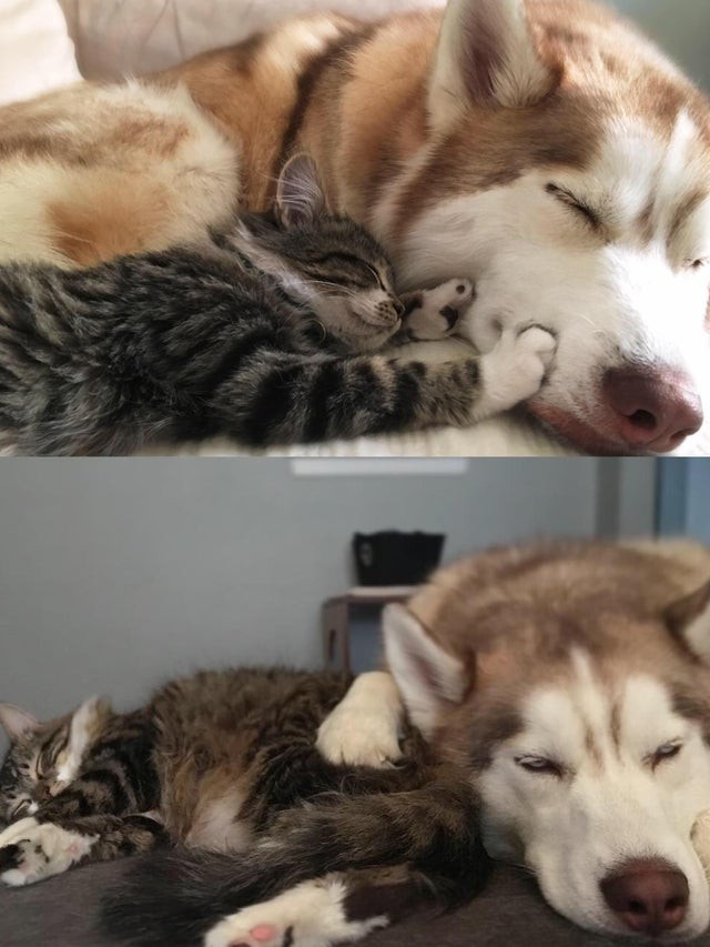 ¿Y quien ha dicho que entre perro y gato no puede nacer una gran amistad?