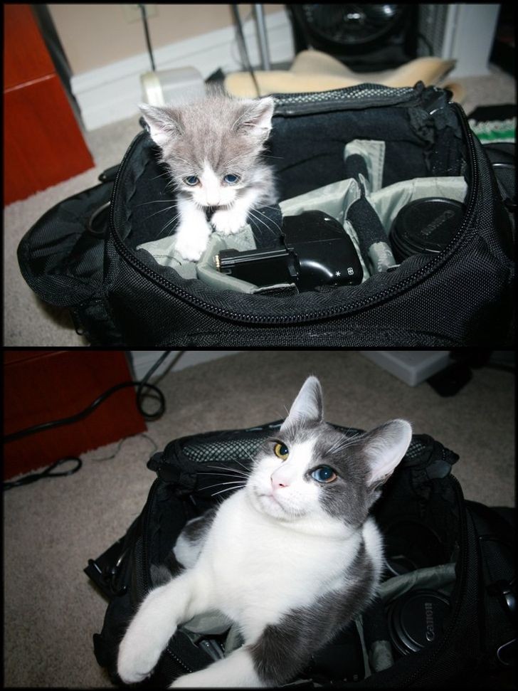 My kitten always loved rummaging through bags: years later, he hasn't changed at all!