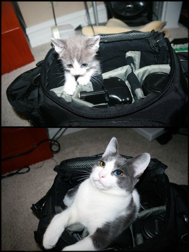 O meu gatinho sempre amou remexer em bolsas: anos depois, ele não mudou nadinha!