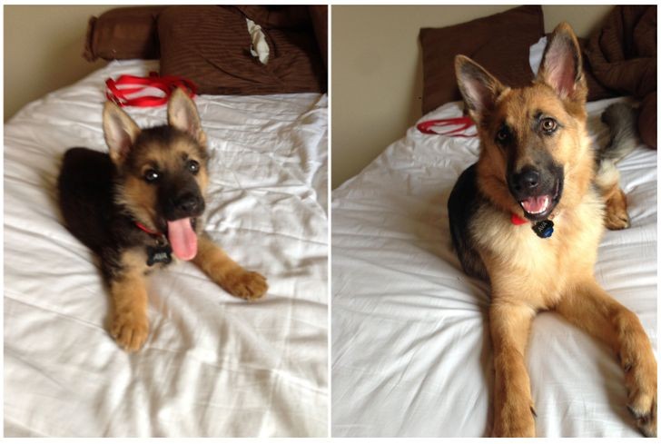 From puppy to sweet and playful adult!